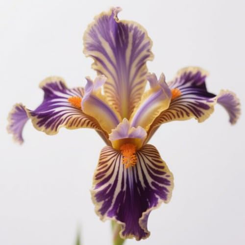 Geeignet für den Anbau im Garten - Iris winterhart mehrjährig - Iris (Schwertlilien knollen)-8knollen-S von HGJKYTFCDG