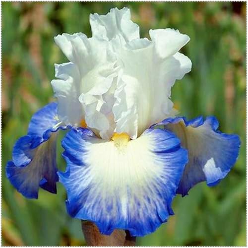 Geeignet für den Anbau im Garten - Iris winterhart mehrjährig - Iris blumenzwiebeln (Schwertlilien)-4knollen-O von HGJKYTFCDG