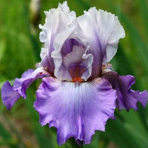 Geeignet für den Anbau im Garten - Iris zwiebeln winterhart mehrjährig - Iris pflanze (Schwertlilien knollen)-4knollen-C von HGJKYTFCDG