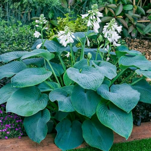 Geeignet für die Gartenbepflanzung - Hosta pflanzen knollen - Hosta pflanze zwiebeln winterhart - Funkien pflanze winterhart-8knollen-C von HGJKYTFCDG