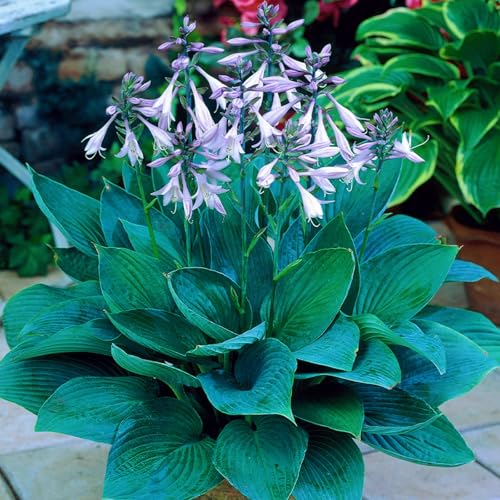 Geeignet für die Gartenbepflanzung - Hosta pflanzen knollen - Hosta pflanze zwiebeln winterhart - Funkien pflanze winterhart-8knollen-G von HGJKYTFCDG