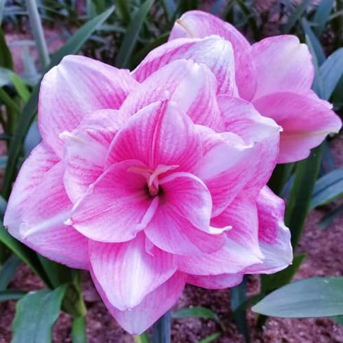 Geeignet für die Topfbepflanzung - Amaryllis zwiebel winterhart/amaryllis knollen - Großartige Zierpflanze für Ihren Garten oder Balkon-1Zwiebeln-A von HGJKYTFCDG