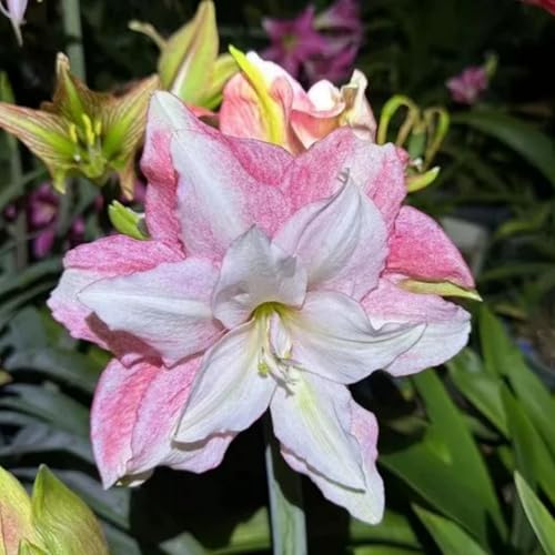 Geeignet für die Topfbepflanzung - Amaryllis zwiebel winterhart - Großartige Zierpflanze für Ihren Garten oder Balkon-2Zwiebeln-c von HGJKYTFCDG