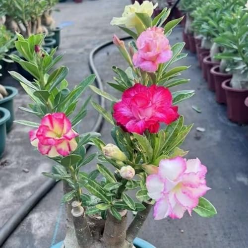 Geeignet für die Topfbepflanzung - Wüstenrose knollen - Wüstenrose pflanze winterhart-4knollen-K von HGJKYTFCDG