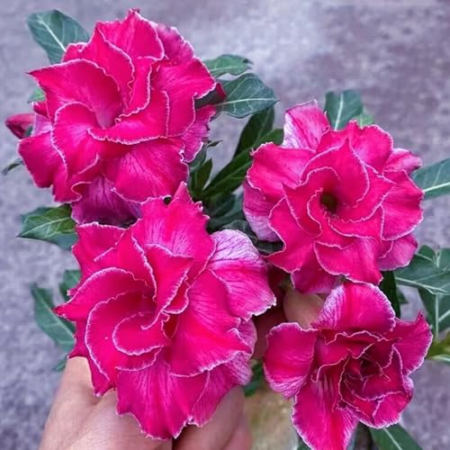 Geeignet für die Wüstenrose Rhizome - [Wüstenrose winterhart]-2Rhizome-F von HGJKYTFCDG