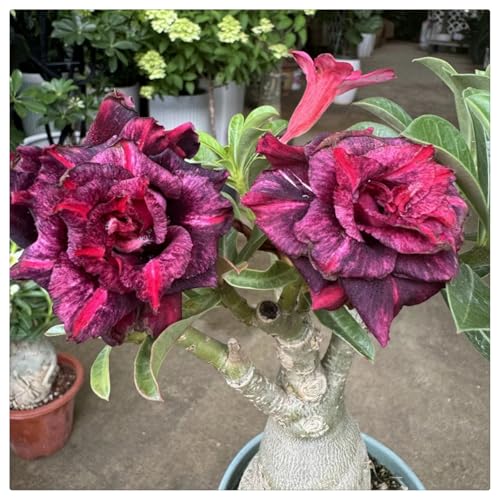 HGJKYTFCDG Adenium Wüstenrose Kaufen - Frostfeste Sorten für Garten & Balkon- und Außenbereich geeignet, leicht zu züchten-2 Adenium Rhizome-A von HGJKYTFCDG