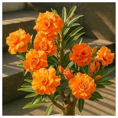HGJKYTFCDG Adenium Wüstenrose Kaufen - Frostfeste Sorten für Garten & Balkon- und Außenbereich geeignet, leicht zu züchten-4 Adenium Rhizome-I von HGJKYTFCDG