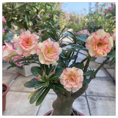 HGJKYTFCDG Adenium Wüstenrose Kaufen - Frostfeste Sorten für Garten & Balkon- und Außenbereich geeignet, leicht zu züchten-4 Adenium Rhizome-J von HGJKYTFCDG