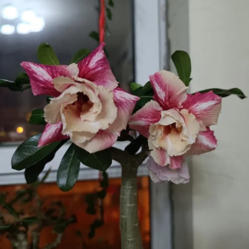 HGJKYTFCDG Adenium Wüstenrose Wurzel winterhart kaufen - Wüstenrose perfekt für Zuhause und Außenbereich geeignet, leicht zu züchten-1 Adenium knolle-F von HGJKYTFCDG