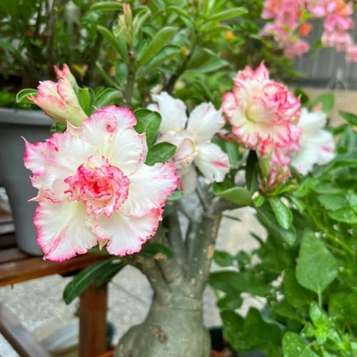 HGJKYTFCDG Adenium Wüstenrose Wurzel winterhart kaufen - Wüstenrose perfekt für Zuhause und Außenbereich geeignet, leicht zu züchten-2 Adenium knolle-J HGJKYTFCDG Adenium Wüstenrose Wurzel winterhart kaufen - Wüstenrose perfekt für Zuhause und Außenbereich geeignet, leicht zu züchten-2 Adenium knolle-J von HGJKYTFCDG