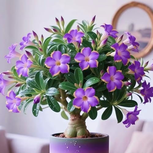 HGJKYTFCDG Adenium Wüstenrose Wurzel winterhart kaufen - Wüstenrose perfekt für Zuhause und Außenbereich geeignet, leicht zu züchten-2 Adenium knolle-L HGJKYTFCDG Adenium Wüstenrose Wurzel winterhart kaufen - Wüstenrose perfekt für Zuhause und Außenbereich geeignet, leicht zu züchten-2 Adenium knolle-L von HGJKYTFCDG