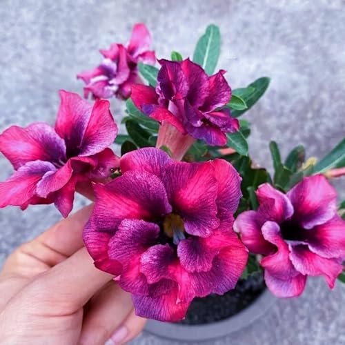HGJKYTFCDG Adenium Wüstenrose Wurzel winterhart kaufen - Wüstenrose perfekt für Zuhause und Außenbereich geeignet, leicht zu züchten-3 Adenium knolle-K von HGJKYTFCDG