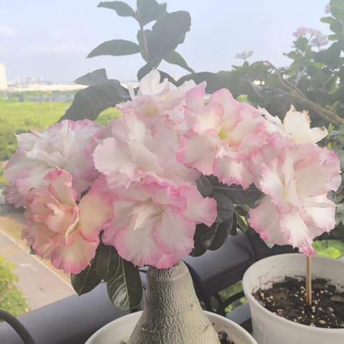 HGJKYTFCDG Adenium Wüstenrose Wurzel winterhart kaufen - Wüstenrose perfekt für Zuhause und Außenbereich geeignet, leicht zu züchten-4 Adenium knolle-C HGJKYTFCDG Adenium Wüstenrose Wurzel winterhart kaufen - Wüstenrose perfekt für Zuhause und Außenbereich geeignet, leicht zu züchten-4 Adenium knolle-C von HGJKYTFCDG