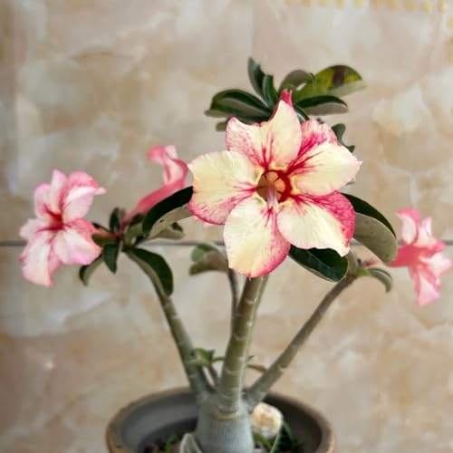 HGJKYTFCDG Adenium Wüstenrose winterhart kaufen - Wüstenrose perfekt für Zuhause und Außenbereich geeignet, leicht zu züchten-1 Adenium knolle-B HGJKYTFCDG Adenium Wüstenrose winterhart kaufen - Wüstenrose perfekt für Zuhause und Außenbereich geeignet, leicht zu züchten-1 Adenium knolle-B von HGJKYTFCDG