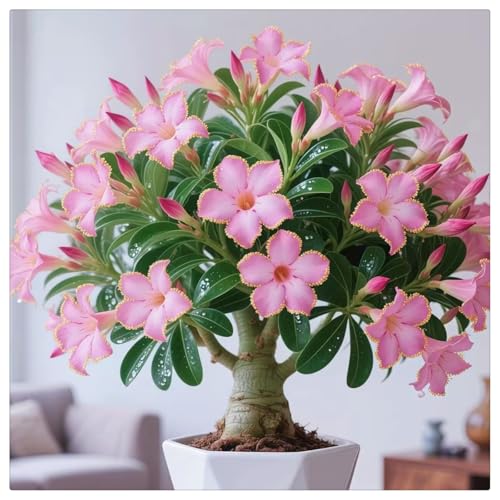 HGJKYTFCDG Adenium obesum wüstenrose Kaufen - Einzigartige Zierpflanze mit großen, farbenfrohen Blüten-2 Adenium Rhizome-C von HGJKYTFCDG