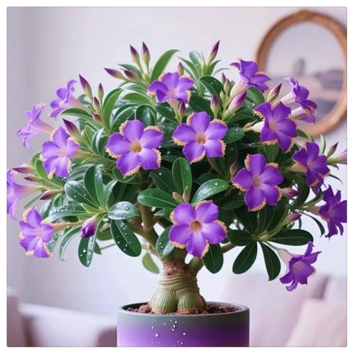 HGJKYTFCDG Adenium obesum wüstenrose Rhizome kaufen winterhart - ideal zum Kaufen für Ihren Garten - Frostfeste Sorten für Garten & Balkon-1 Adenium knolle-X von HGJKYTFCDG