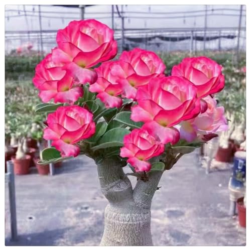 HGJKYTFCDG Adenium obesum wüstenrose winterhart - Perfekte Gartenzierpflanzen- und Außenbereich geeignet, leicht zu züchten-5 Adenium knolle-E HGJKYTFCDG Adenium obesum wüstenrose winterhart - Perfekte Gartenzierpflanzen- und Außenbereich geeignet, leicht zu züchten-5 Adenium knolle-E von HGJKYTFCDG