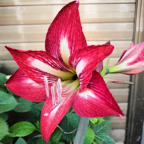 HGJKYTFCDG Amaryllis Kaufen: Winterfeste Amaryllis Mit Hoher Frostbeständigkeit-2 Amaryllis knolle-B von HGJKYTFCDG