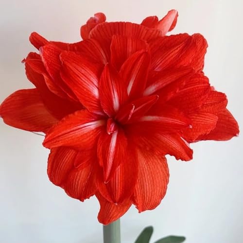 HGJKYTFCDG Amaryllis Kaufen: Winterfeste Amaryllis Mit Hoher Frostbeständigkeit-2 Amaryllis knolle-C von HGJKYTFCDG