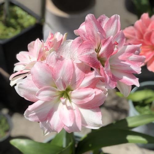 HGJKYTFCDG Amaryllis Winterhart – Premium Zum Kaufen, Stabile Amaryllis Varianten Mit Winterfestigkeit-1 Amaryllis knolle-B von HGJKYTFCDG