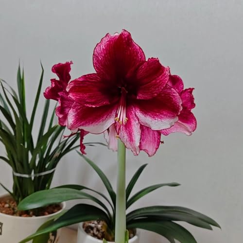 HGJKYTFCDG Amaryllis Winterhart – Premium Zum Kaufen, Stabile Amaryllis Varianten Mit Winterfestigkeit-1 Amaryllis knolle-E von HGJKYTFCDG