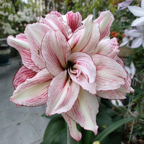 HGJKYTFCDG Amaryllis Winterhart – Qualitativ Hohe Zum Kaufen, Ideal Für Wintergärten & Balkone-1 Amaryllis knolle-J von HGJKYTFCDG