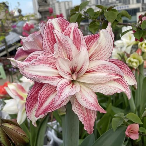 HGJKYTFCDG Amaryllis Winterhart – Qualitativ Hohe Zum Kaufen, Ideal Für Wintergärten & Balkone-2 Amaryllis knolle-I von HGJKYTFCDG
