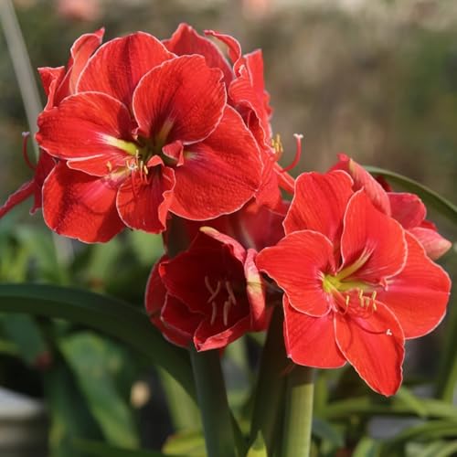 HGJKYTFCDG Amaryllis Winterhart – Selektion Kaufen, Leicht Pflegbare Winterblumen-2 Amaryllis knolle-K HGJKYTFCDG Amaryllis Winterhart – Selektion Kaufen, Leicht Pflegbare Winterblumen-2 Amaryllis knolle-K von HGJKYTFCDG