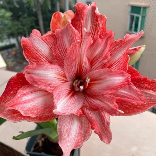 HGJKYTFCDG Amaryllis Winterhart – Selektion Kaufen, Leicht Pflegbare Winterblumen-3 Amaryllis knolle-J von HGJKYTFCDG