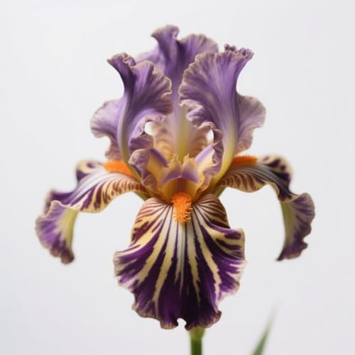 HGJKYTFCDG Iris winterhart mehrjährig - Iris blumenzwiebeln (Schwertlilien) - Ideal zum Kaufen für Ihren Garten-6 schwertlilie knolle-D von HGJKYTFCDG