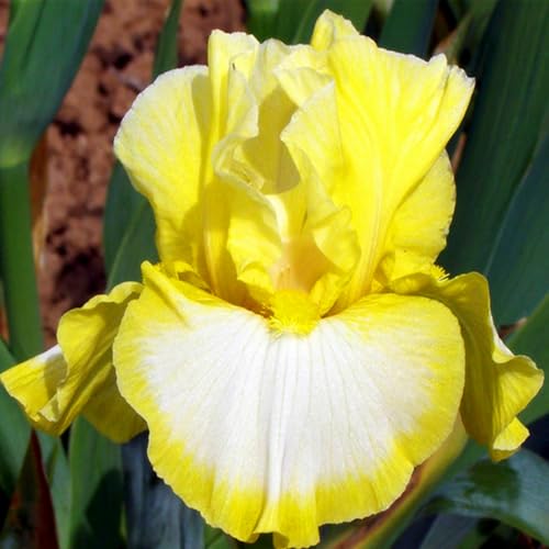 HGJKYTFCDG Iris winterhart mehrjährig - Iris blumenzwiebeln (Schwertlilien) - Ideal zum Kaufen für Ihren Garten-6 schwertlilie knolle-H von HGJKYTFCDG