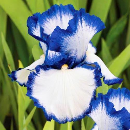 HGJKYTFCDG Iris winterhart mehrjährig - Iris blumenzwiebeln (Schwertlilien) - Ideal zum Kaufen für Ihren Garten-6 schwertlilie knolle-R von HGJKYTFCDG