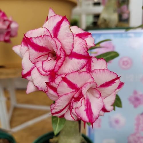 HGJKYTFCDG Kaufe die winterharte Wüstenrose - Frostfeste Sorten für Garten & Balkon-1 Adenium knolle-E HGJKYTFCDG Kaufe die winterharte Wüstenrose - Frostfeste Sorten für Garten & Balkon-1 Adenium knolle-E von HGJKYTFCDG