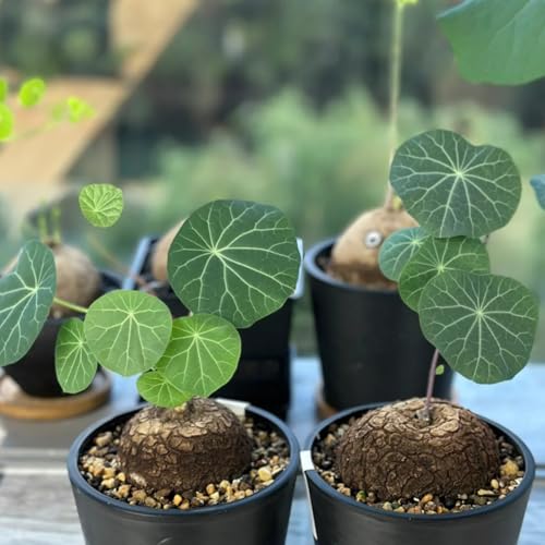 HGJKYTFCDG Stephania Erecta - Einzigartige mit großen, farbenfrohen Blüten- Außenbereich geeignet, leicht zu züchten-1 Stephania rhizome-E HGJKYTFCDG Stephania Erecta - Einzigartige mit großen, farbenfrohen Blüten- Außenbereich geeignet, leicht zu züchten-1 Stephania rhizome-E von HGJKYTFCDG