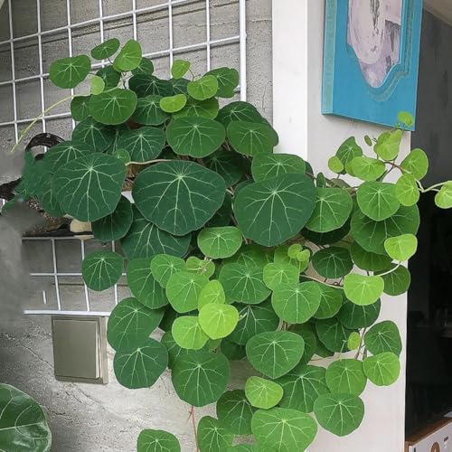 HGJKYTFCDG Stephania Erecta - Einzigartige mit großen, farbenfrohen Blüten- Außenbereich geeignet, leicht zu züchten-4 Stephania rhizome-I HGJKYTFCDG Stephania Erecta - Einzigartige mit großen, farbenfrohen Blüten- Außenbereich geeignet, leicht zu züchten-4 Stephania rhizome-I von HGJKYTFCDG