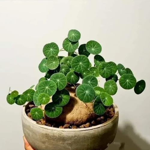 HGJKYTFCDG Stephania Erecta - Lebendige Stephania kaufen, robuste Kletterpflanze für Ihren Garten-1 Stephania knolle-K von HGJKYTFCDG