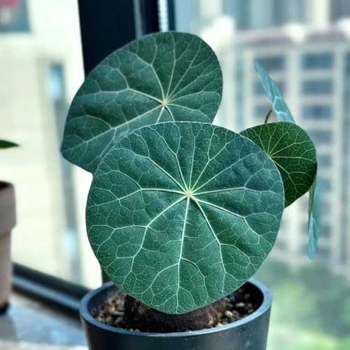 HGJKYTFCDG Stephania Erecta - Lebendige Stephania kaufen, robuste Kletterpflanze für Ihren Garten-3 Stephania knolle-J von HGJKYTFCDG