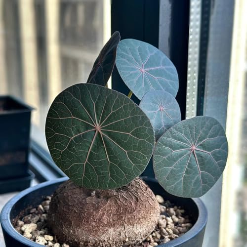 HGJKYTFCDG Stephania Erecta -Vielfältige Stephania für Langjährige Blühfreude im Garten-2 Stephania knolle-H HGJKYTFCDG Stephania Erecta -Vielfältige Stephania für Langjährige Blühfreude im Garten-2 Stephania knolle-H von HGJKYTFCDG