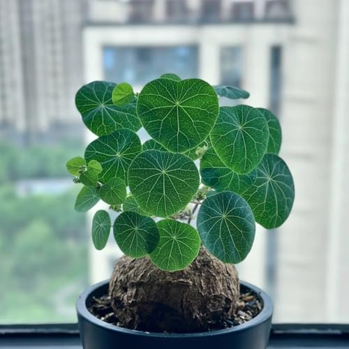 HGJKYTFCDG Stephania Winterharte - Frostfeste Sorten für Garten & Balkon, ideal zum Kaufen für Ihren Garten-1 Stephania knolle-J von HGJKYTFCDG