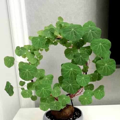 HGJKYTFCDG Stephania Winterharte - Frostfeste Sorten für Garten & Balkon, ideal zum Kaufen für Ihren Garten-5 Stephania knolle-E von HGJKYTFCDG