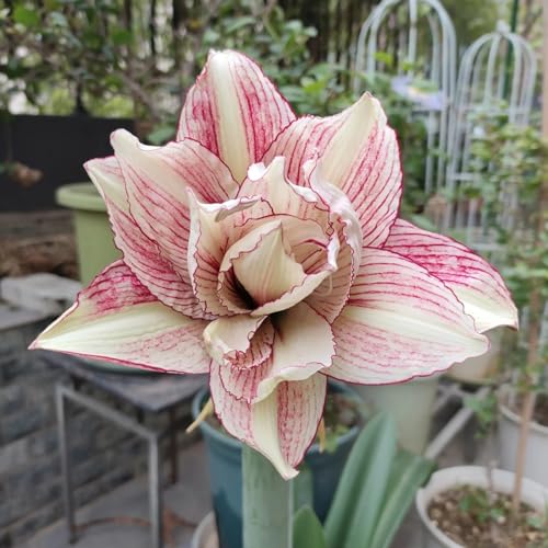 HGJKYTFCDG Winterharte Amaryllis – Hochwertige Kaufen, Robuste Für Winter- Und Garten-1 Amaryllis knolle-B HGJKYTFCDG Winterharte Amaryllis – Hochwertige Kaufen, Robuste Für Winter- Und Garten-1 Amaryllis knolle-B von HGJKYTFCDG