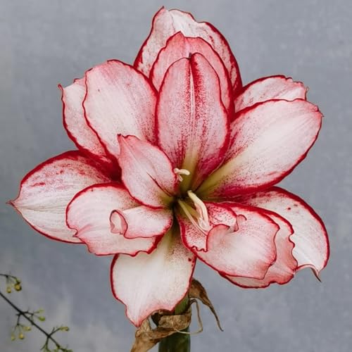 HGJKYTFCDG Winterharte Amaryllis – Hochwertige Kaufen, Robuste Für Winter- Und Garten-1 Amaryllis knolle-G HGJKYTFCDG Winterharte Amaryllis – Hochwertige Kaufen, Robuste Für Winter- Und Garten-1 Amaryllis knolle-G von HGJKYTFCDG