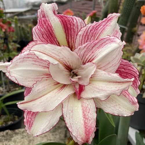 HGJKYTFCDG Winterharte Amaryllis – Hochwertige Kaufen, Robuste Für Winter- Und Garten-1 Amaryllis knolle-H HGJKYTFCDG Winterharte Amaryllis – Hochwertige Kaufen, Robuste Für Winter- Und Garten-1 Amaryllis knolle-H von HGJKYTFCDG