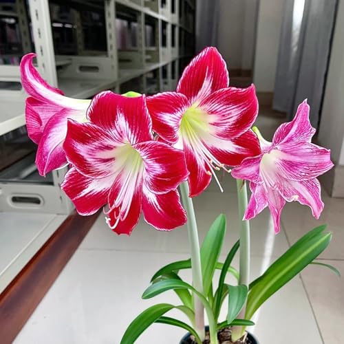HGJKYTFCDG Winterharte Amaryllis – Hochwertige Kaufen, Robuste Für Winter- Und Garten-2 Amaryllis knolle-C HGJKYTFCDG Winterharte Amaryllis – Hochwertige Kaufen, Robuste Für Winter- Und Garten-2 Amaryllis knolle-C von HGJKYTFCDG
