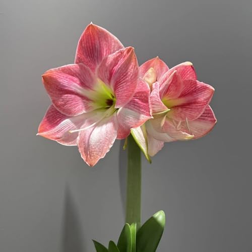 HGJKYTFCDG Winterharte Amaryllis – Hochwertige Kaufen, Robuste Für Winter- Und Garten-2 Amaryllis knolle-D HGJKYTFCDG Winterharte Amaryllis – Hochwertige Kaufen, Robuste Für Winter- Und Garten-2 Amaryllis knolle-D von HGJKYTFCDG