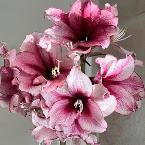 HGJKYTFCDG Winterharte Amaryllis – Hochwertige Kaufen, Robuste Für Winter- Und Garten-2 Amaryllis knolle-E HGJKYTFCDG Winterharte Amaryllis – Hochwertige Kaufen, Robuste Für Winter- Und Garten-2 Amaryllis knolle-E von HGJKYTFCDG