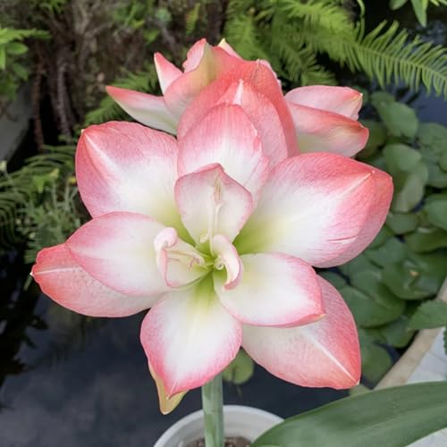 HGJKYTFCDG Winterharte Amaryllis – Hochwertige Kaufen, Robuste Für Winter- Und Garten-2 Amaryllis knolle-J HGJKYTFCDG Winterharte Amaryllis – Hochwertige Kaufen, Robuste Für Winter- Und Garten-2 Amaryllis knolle-J von HGJKYTFCDG