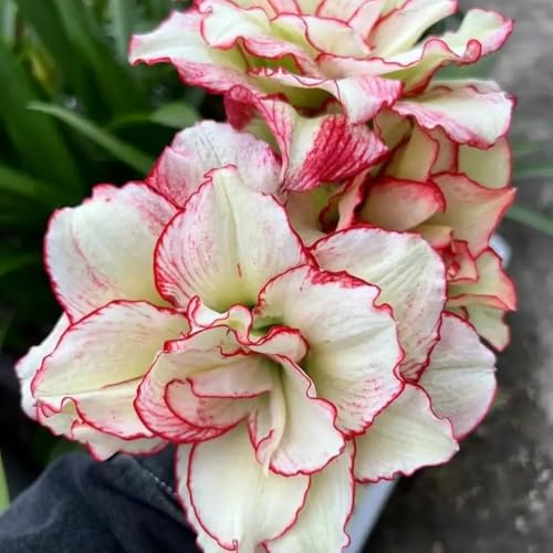 HGJKYTFCDG Winterharte Amaryllis – Hochwertige Kaufen, Robuste Für Winter- Und Garten-2 Amaryllis knolle-K HGJKYTFCDG Winterharte Amaryllis – Hochwertige Kaufen, Robuste Für Winter- Und Garten-2 Amaryllis knolle-K von HGJKYTFCDG