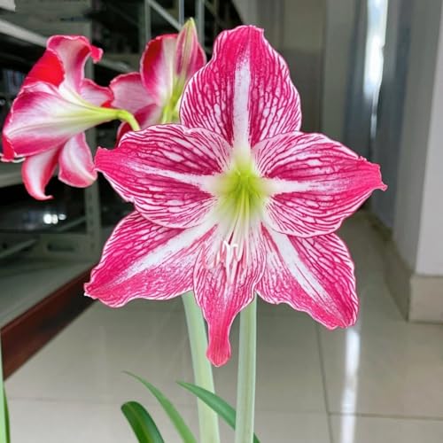 HGJKYTFCDG Winterharte Amaryllis – Hochwertige Kaufen, Robuste Für Winter- Und Garten-3 Amaryllis knolle-F HGJKYTFCDG Winterharte Amaryllis – Hochwertige Kaufen, Robuste Für Winter- Und Garten-3 Amaryllis knolle-F von HGJKYTFCDG