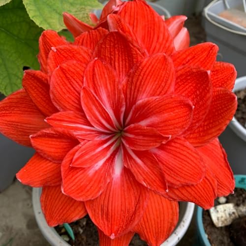 HGJKYTFCDG Winterharte Amaryllis – Hochwertige Kaufen, Robuste Für Winter- Und Garten-3 Amaryllis knolle-I HGJKYTFCDG Winterharte Amaryllis – Hochwertige Kaufen, Robuste Für Winter- Und Garten-3 Amaryllis knolle-I von HGJKYTFCDG